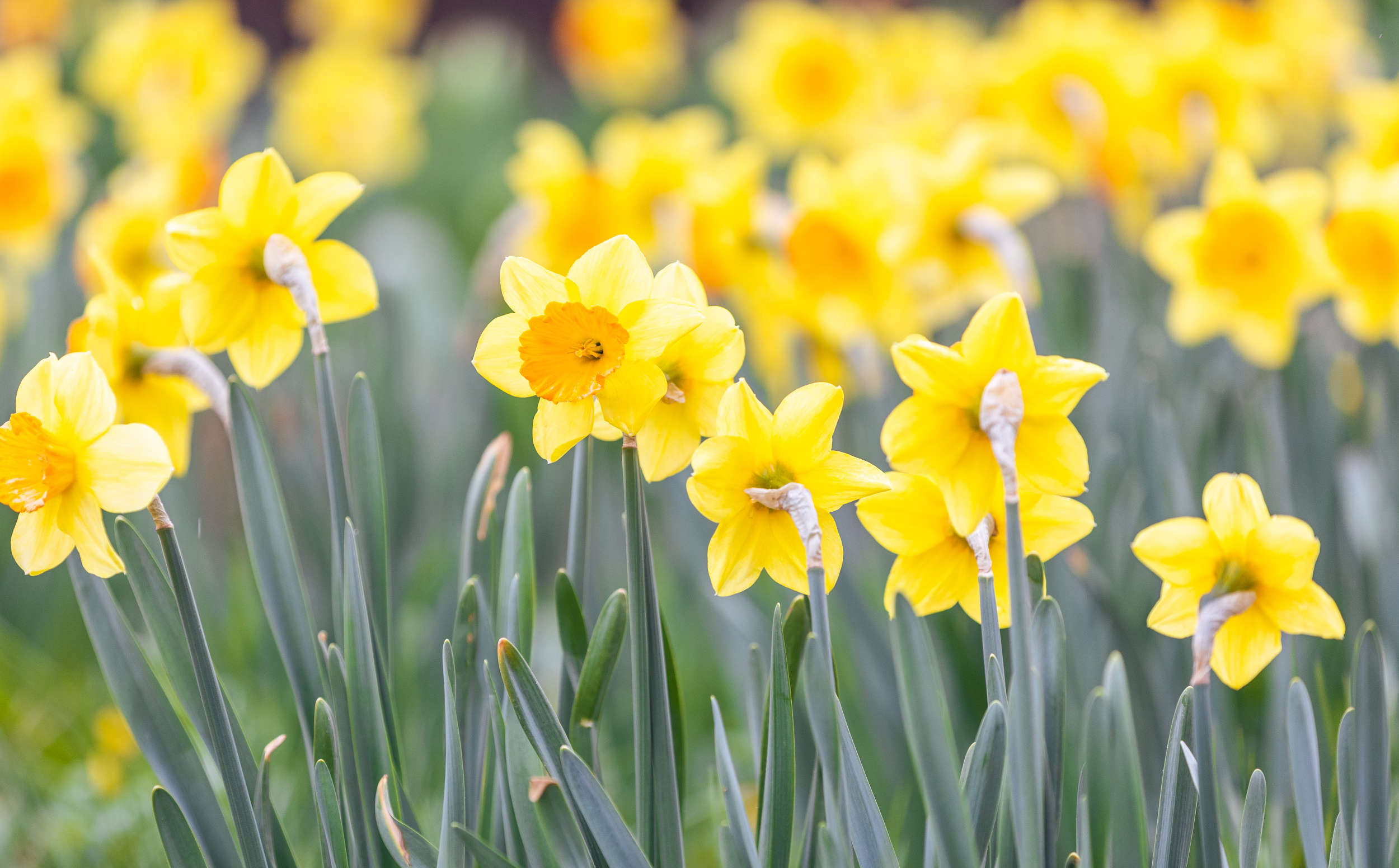 Spring Flowers, Close Up Of Narcissus Flowers Blooming In Garden, Nature Concept